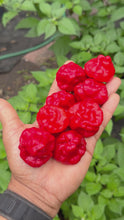 Load and play video in Gallery viewer, Jamaican Red Scotch Bonnet Pepper Seeds