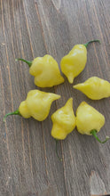 Load and play video in Gallery viewer, White-UFO-Peppers