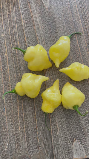 White-UFO-Peppers