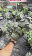 Load and play video in Gallery viewer, Pockmark Peach Pepper Plant