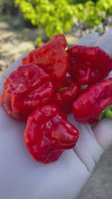 Load and play video in Gallery viewer, Jamaican Red Scotch Bonnet Peppers