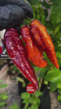 Load and play video in Gallery viewer, Black Panther Pepper Seeds
