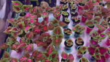 Load and play video in Gallery viewer, Pink Salmon Coleus Plant
