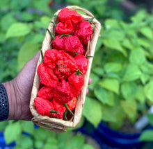 Load image into Gallery viewer, Basket of Carolina Reaper Peppers
