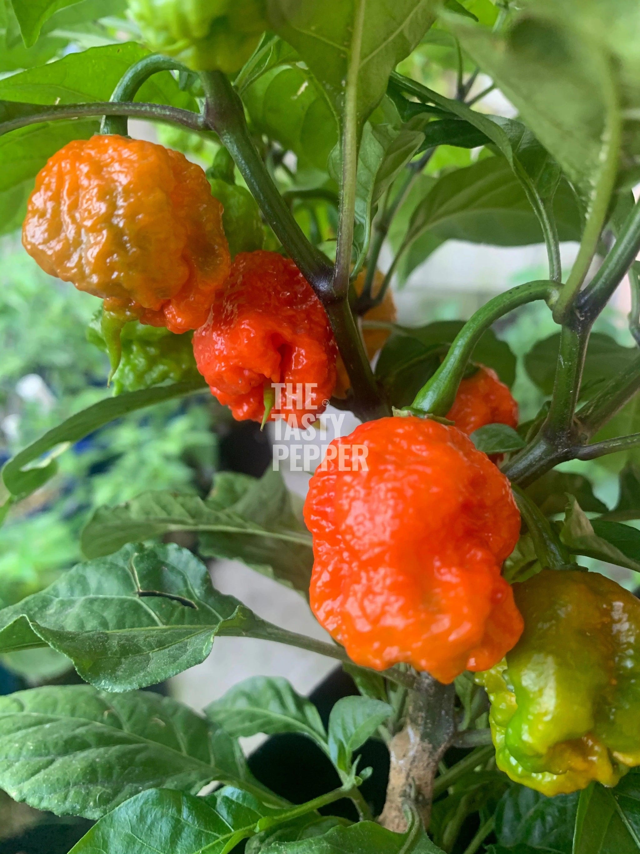 Carolina Reaper Plants