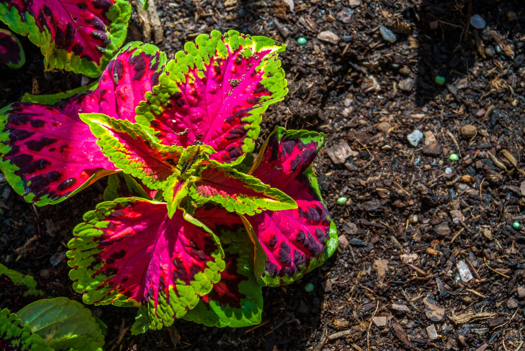 Kong Salmon Pink Coleus Seed