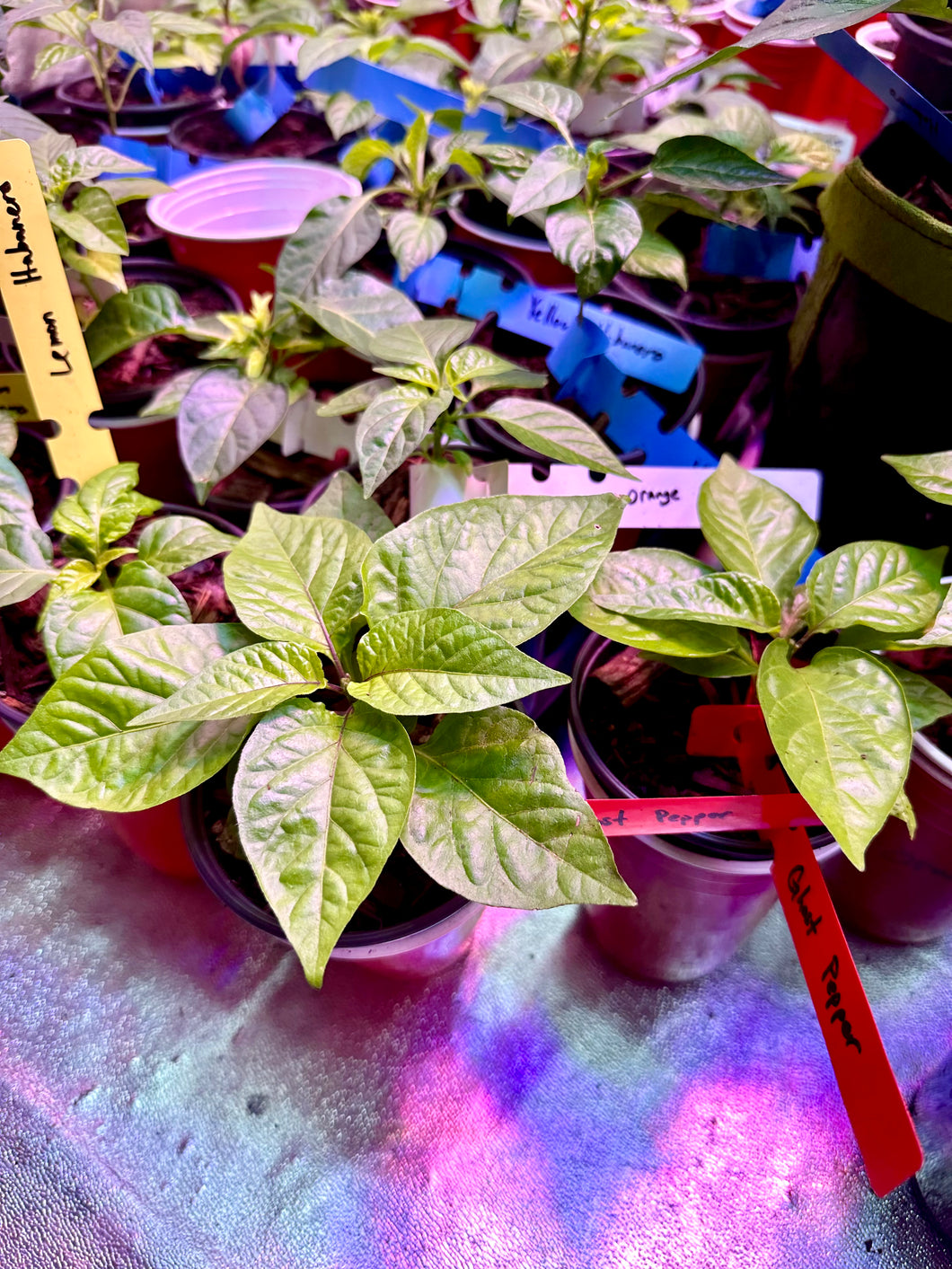 Ghost Pepper Live Plant inside grow tent