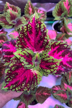 Load image into Gallery viewer, Pink Salmon Coleus Plant
