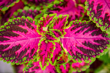 Load image into Gallery viewer, Pink Salmon Coleus Plant
