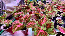 Load image into Gallery viewer, Kong Salmon Pink Coleus Seed
