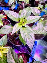 Load image into Gallery viewer, Yellow Habanero Pepper Plant
