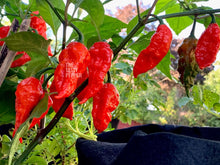 Load image into Gallery viewer, Bhut Jolokia Ghost Pepper Live Plant - The Tasty Pepper
