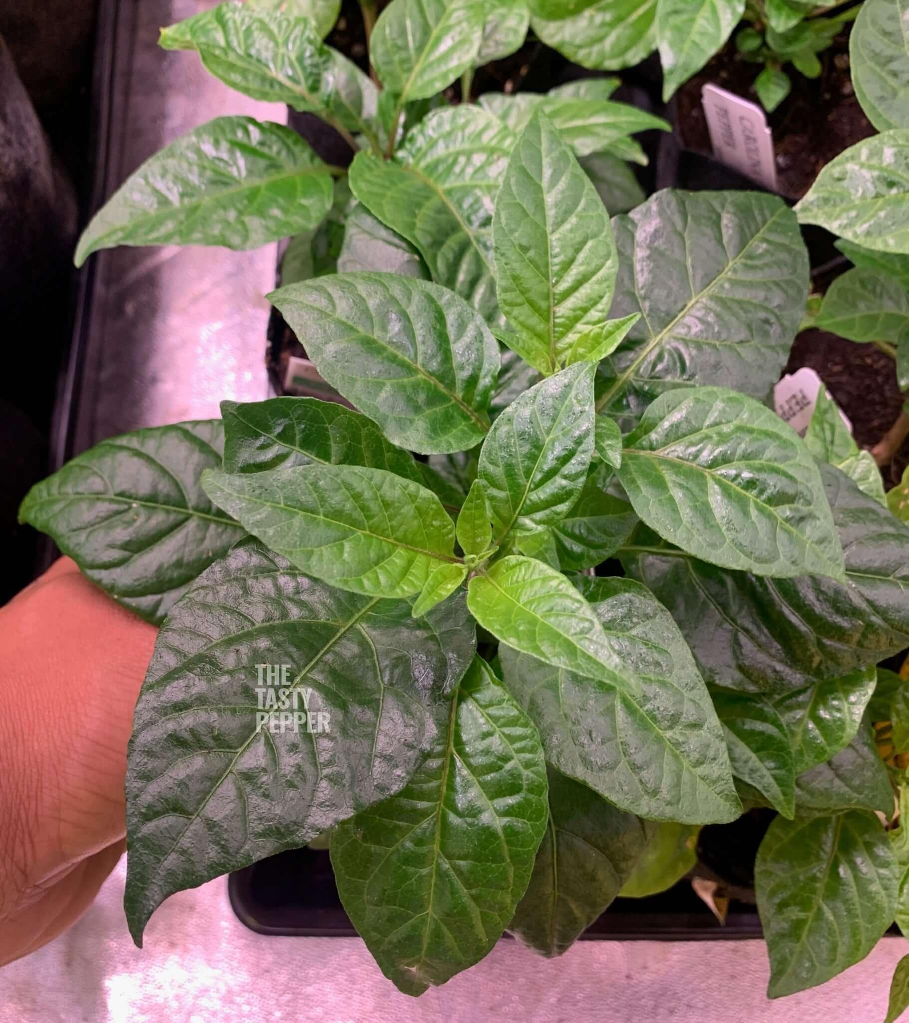 ghost pepper plant in pot Ghost Pepper Plants