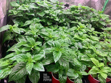 Load image into Gallery viewer, Carolina Reaper live pepper plant