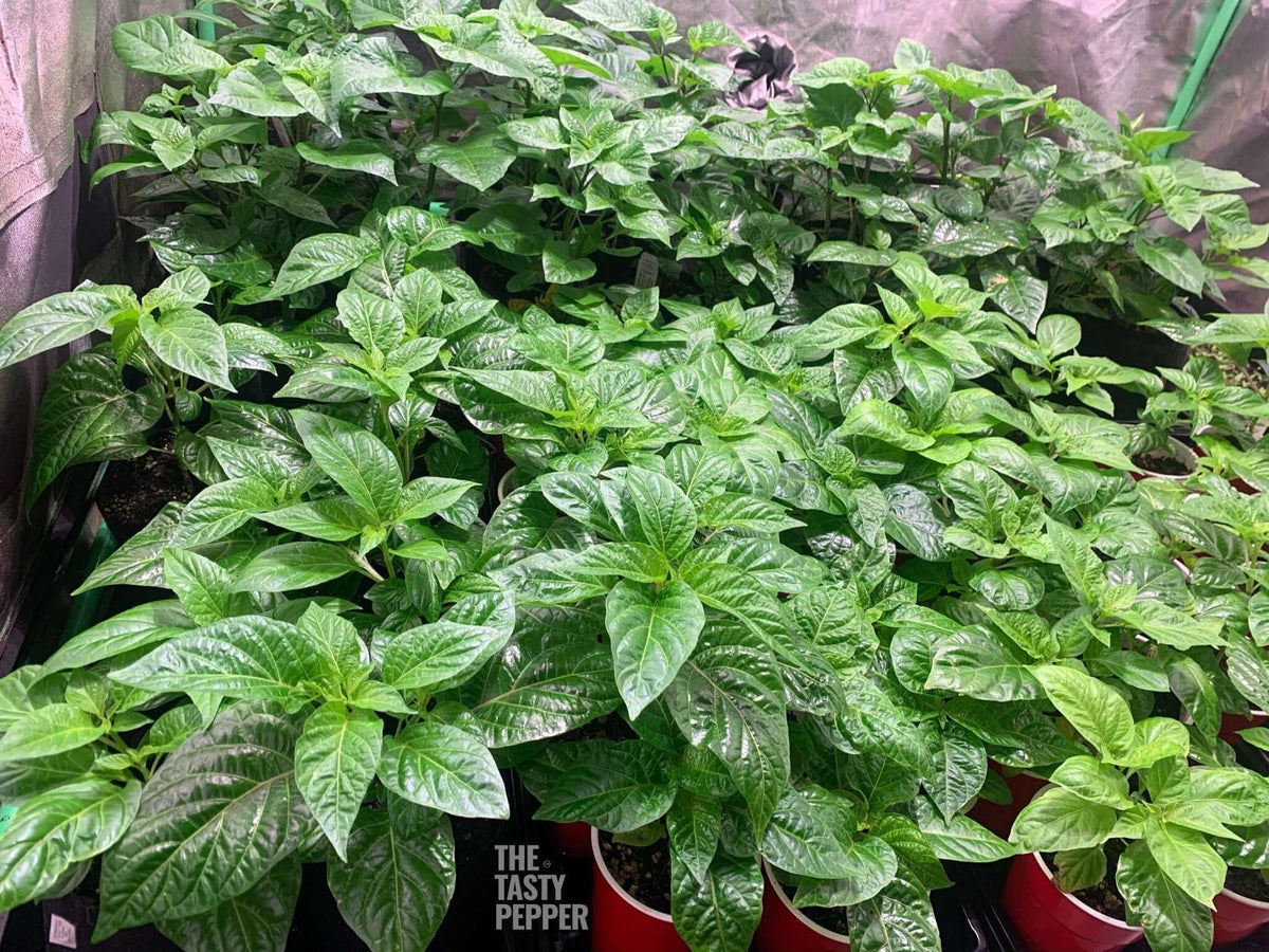 Carolina Reaper Plants