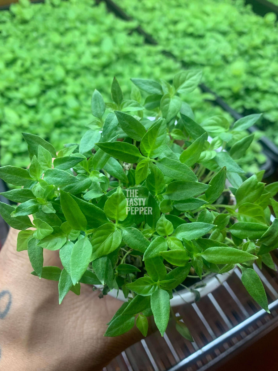 Carolina reaper