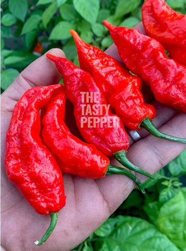 Ghost Pepper Pod Pack - The Tasty Pepper