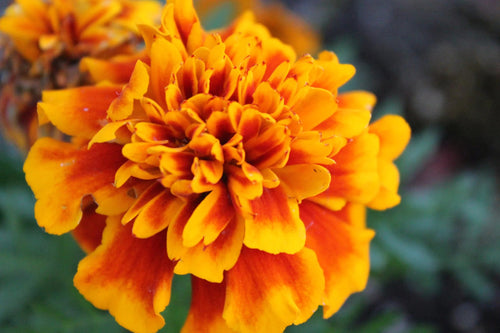 Marigold Seeds - 1000 seeds - The Tasty Pepper