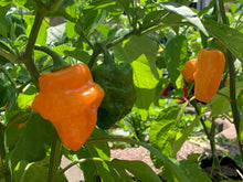 Load image into Gallery viewer, Orange Habanero Live Plant 
