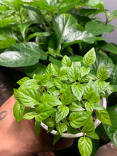 Load image into Gallery viewer, Orange Habanero Live Plant seedling
