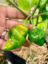 Load image into Gallery viewer, Orange Habanero Peppers turning colors
