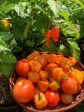 Load image into Gallery viewer, Orange Habanero Peppers in a basket
