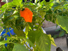 Load image into Gallery viewer, Orange Habanero Pepper live plant
