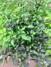 Load image into Gallery viewer, Purple Cayenne Pepper Live in Garden
