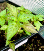 Load image into Gallery viewer,  Purple Cayenne Pepper Live Plants in tray
