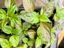 Load image into Gallery viewer,  Purple Cayenne Pepper Live Plants
