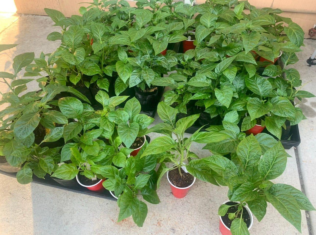 habanero plant indoors Caribbean Heirloom Red Habanero Plants