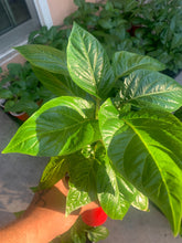 Load image into Gallery viewer, Red Habanero Live Pepper Plant inside red solo cup
