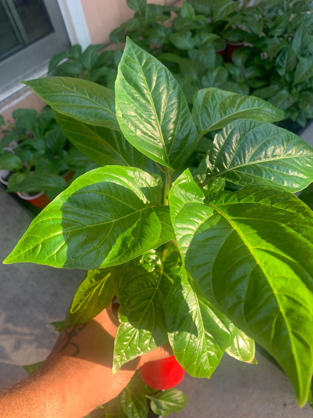 Red Caribbean Habanero Live Plant - Tasty Pepper 
