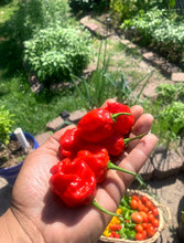 Load image into Gallery viewer,  Holding Red Habanero Peppers
