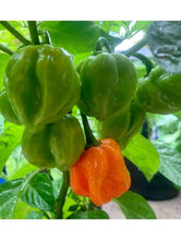 Load image into Gallery viewer,  Red Habanero Peppers
